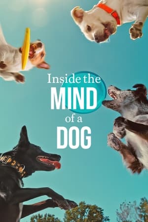 Inside the Mind of a Dog 2024 Hindi Dual Audio – 720p – HD Poster Download - filmyfly